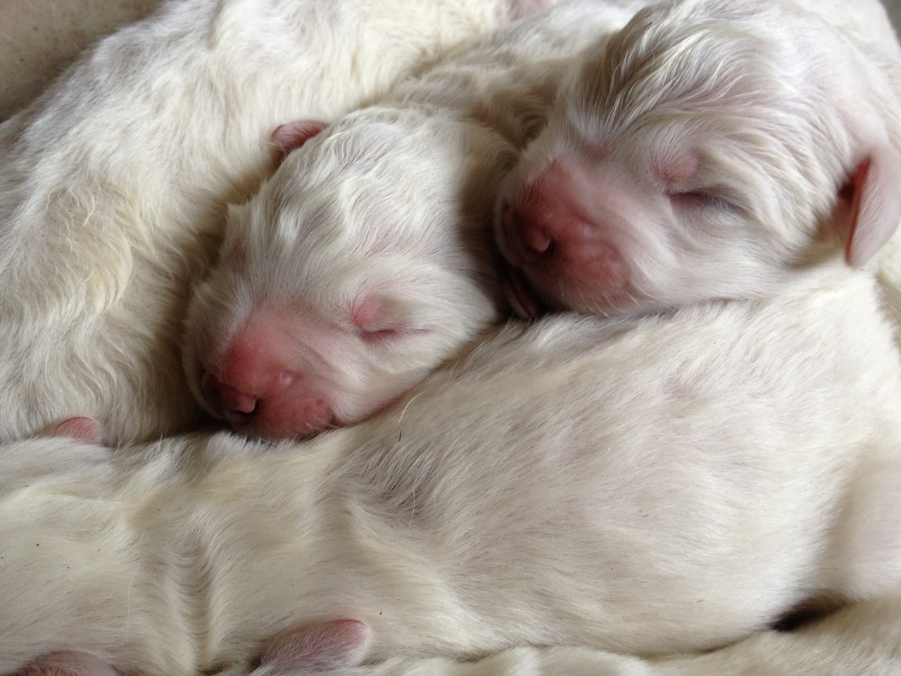 newborn maremma puppies