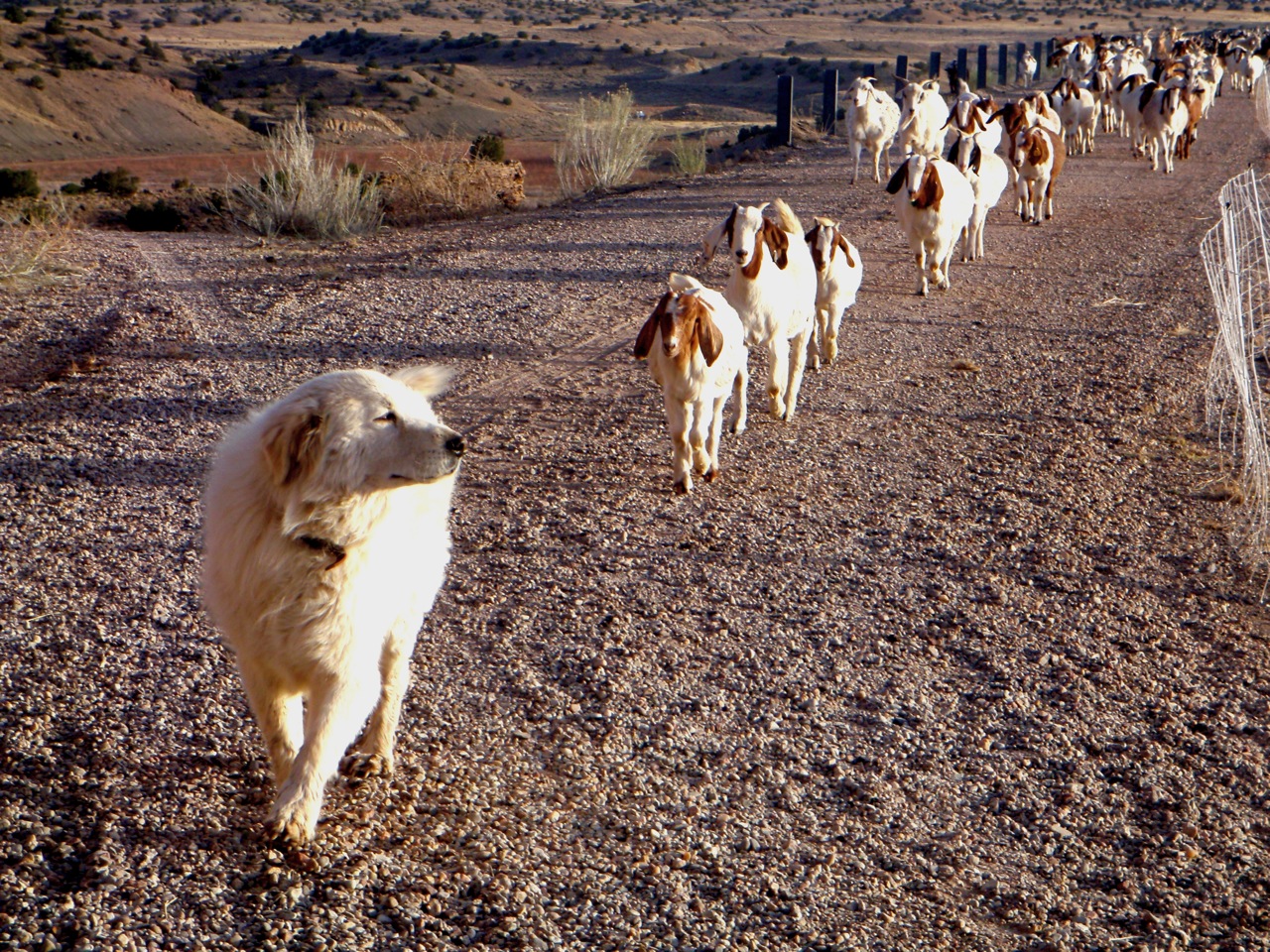 goatscaping led by regal the maremma