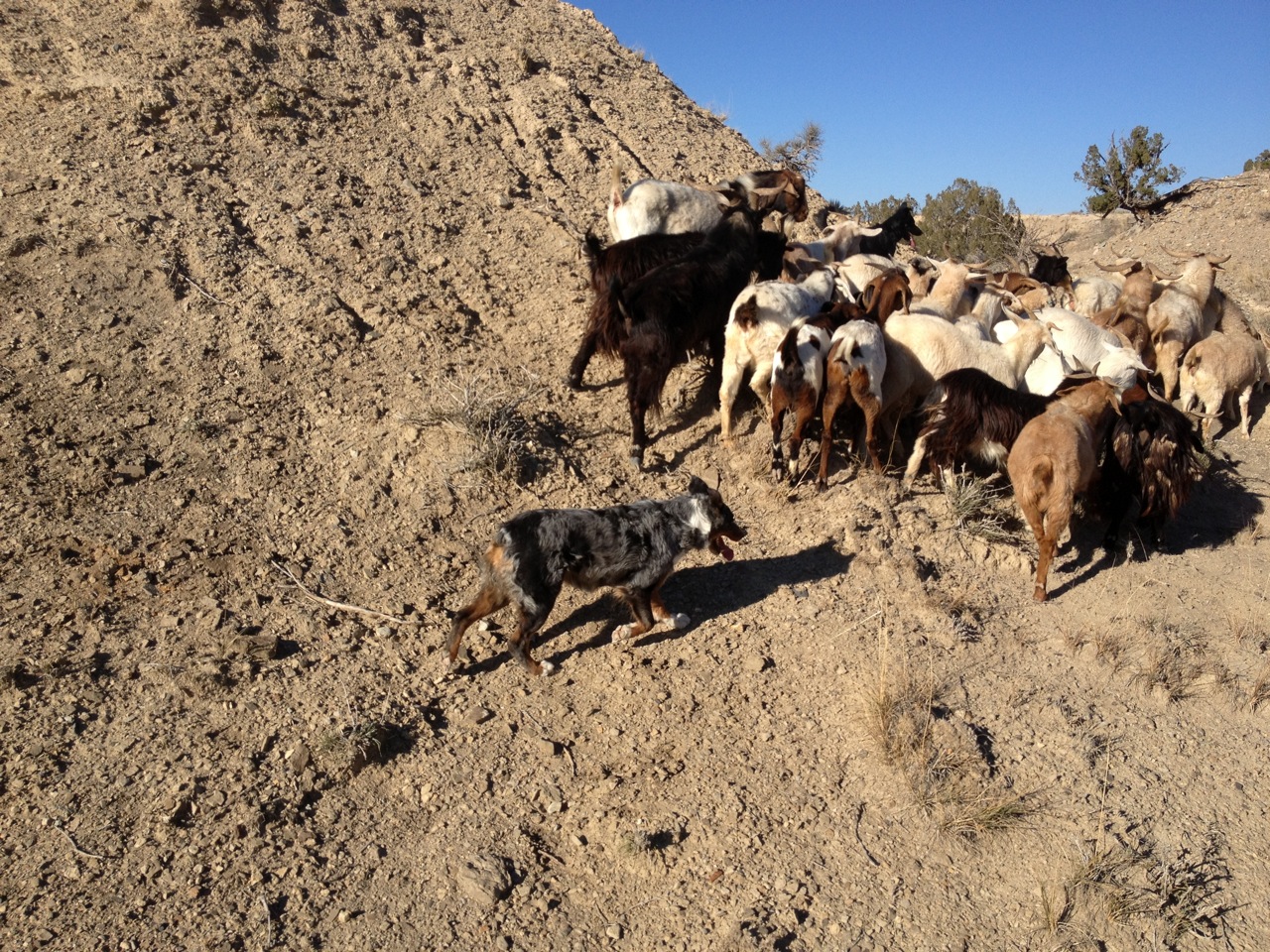 zuli herds goats